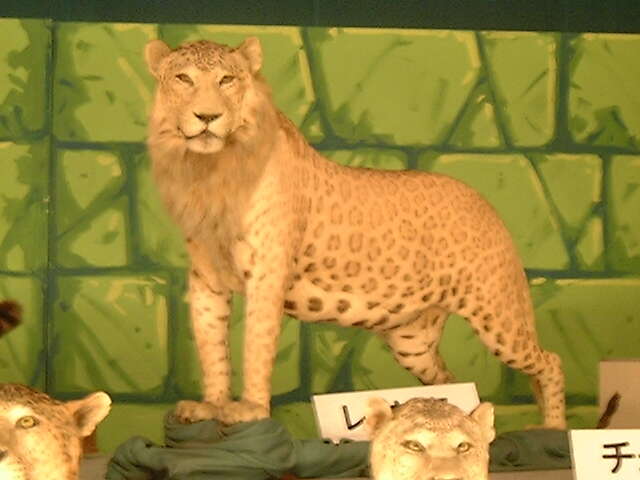 صورة Panthera pardus × Panthera leo
