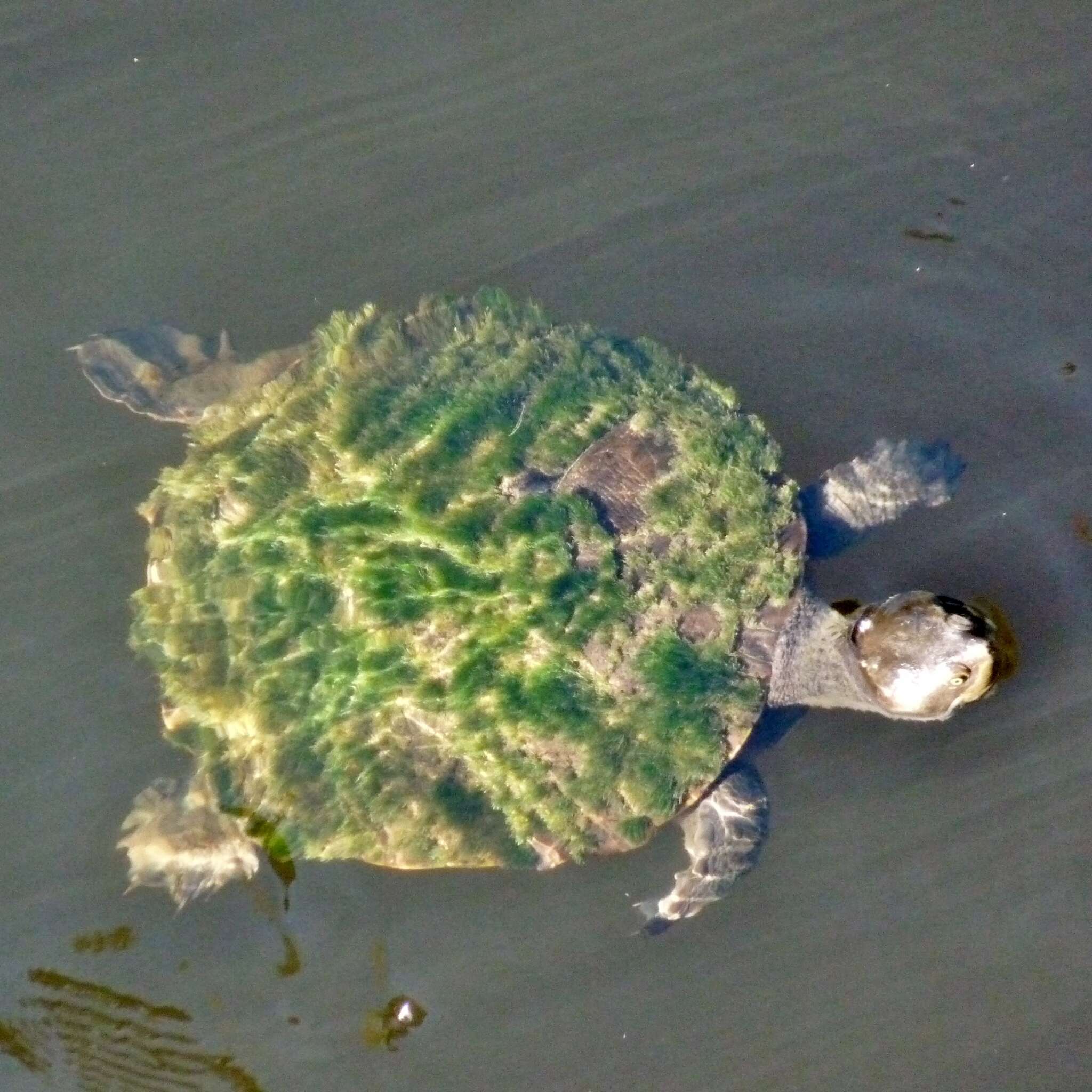 Image of Krefft's Short-necked Turtle