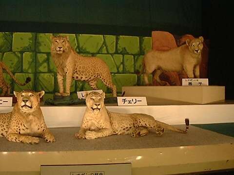 صورة Panthera pardus × Panthera leo