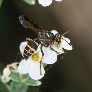 Image of Hoplisoides costalis (Cresson 1873)