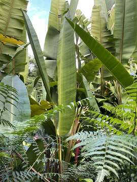 Image of Heliconia mariae Hook. fil.