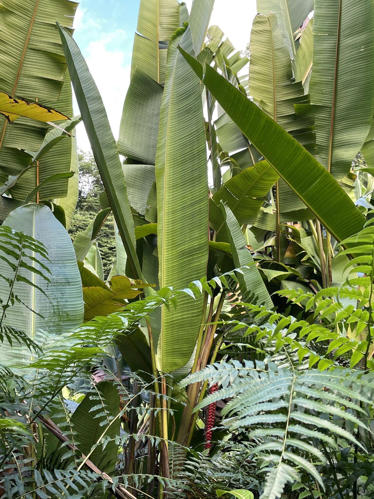 صورة Heliconia mariae Hook. fil.