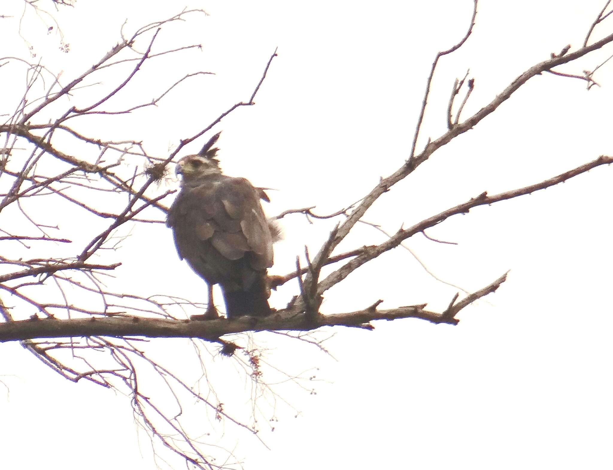 Image of Chaco Eagle