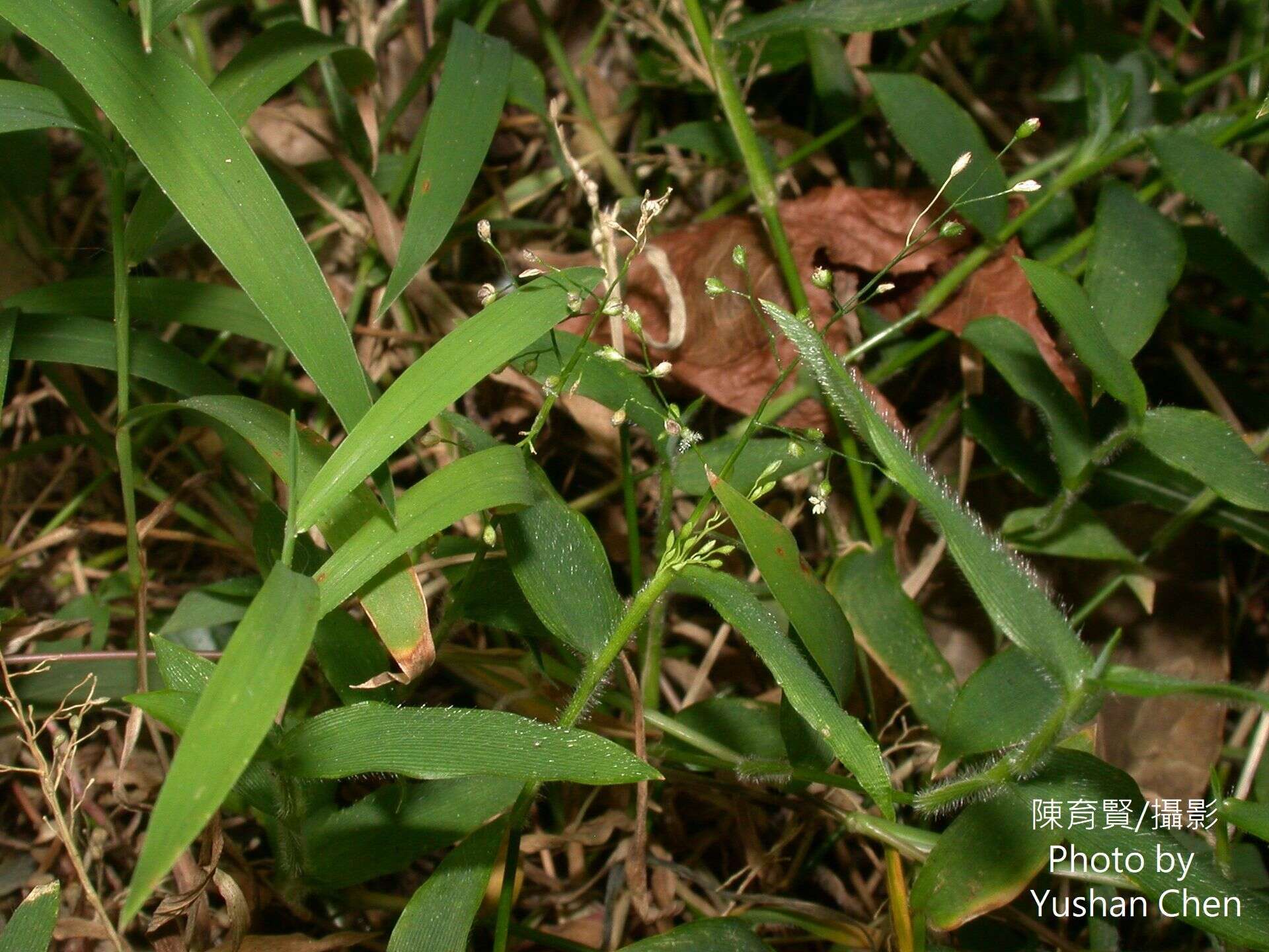 Image of Isachne myosotis Nees