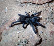 Image of Tuscan Bronze Tarantula