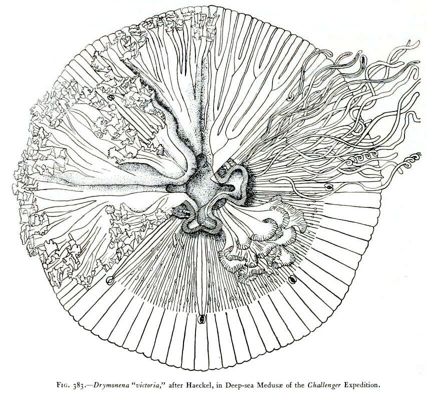 Image of Drymonematidae Haeckel 1880