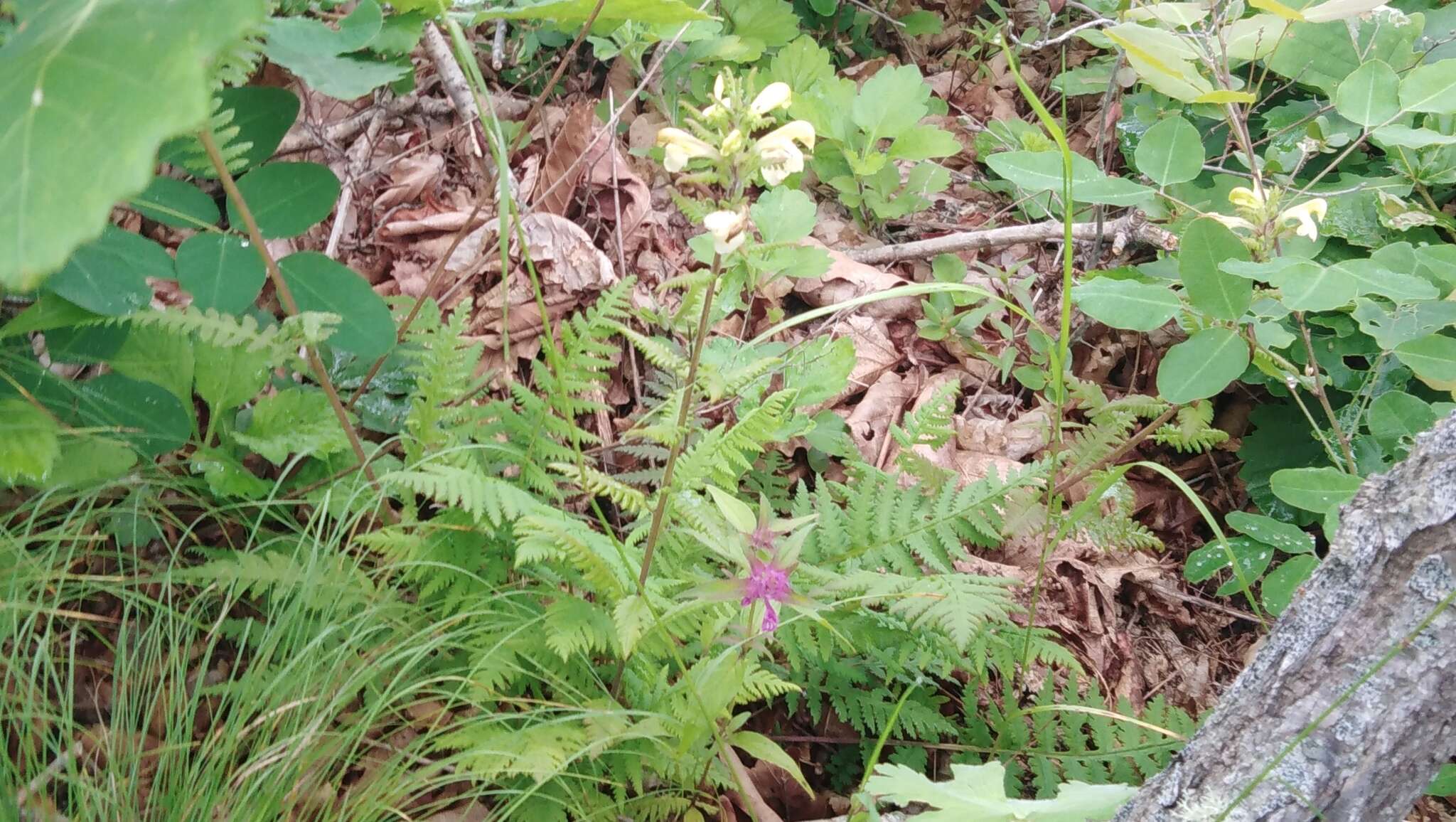 Image of Pedicularis mandshurica Maxim.