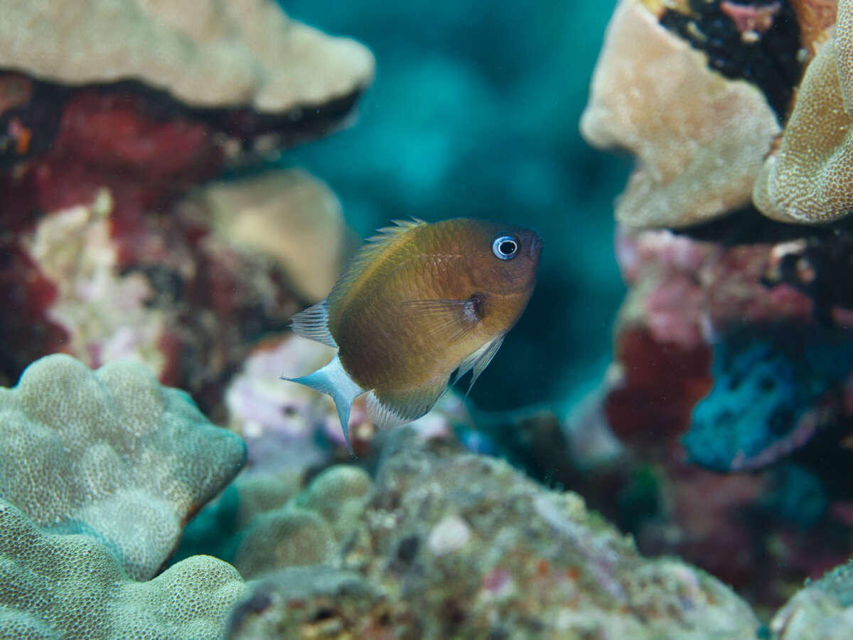 Слика од Pycnochromis hanui (Randall & Swerdloff 1973)