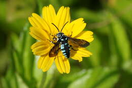 Image of Thyreus nitidulus (Fabricius 1804)