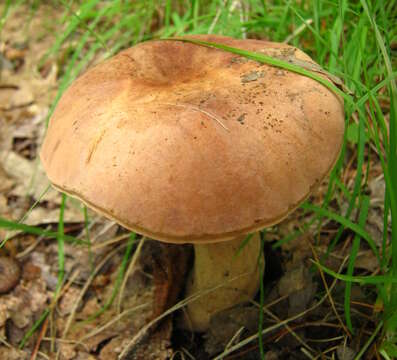 Image of Porphyrellus indecisus (Peck) E.-J. Gilbert 1931