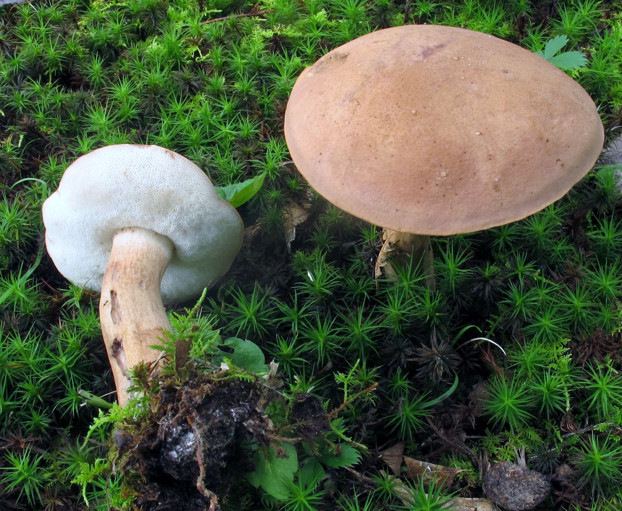 Image of Porphyrellus indecisus (Peck) E.-J. Gilbert 1931