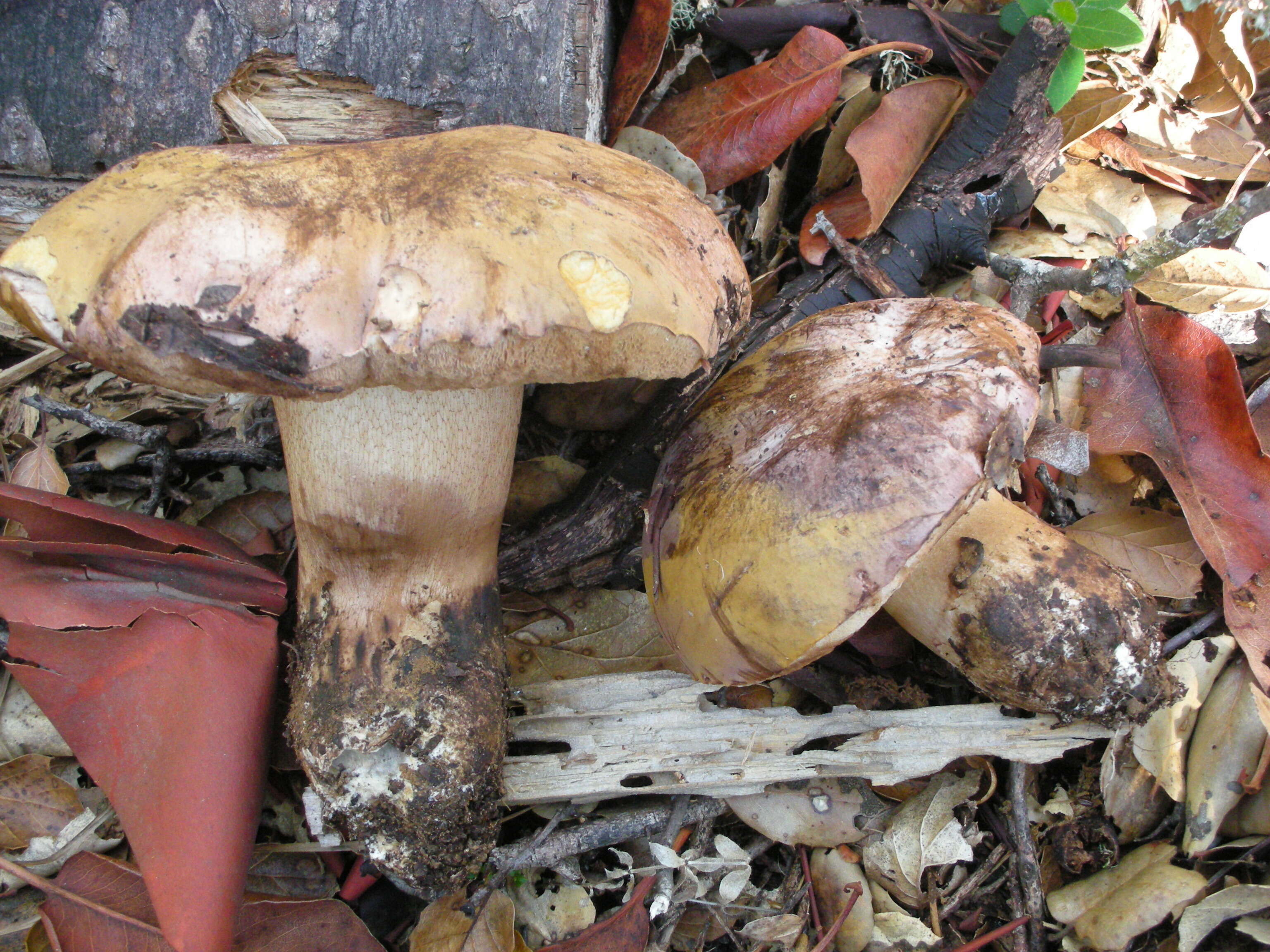 Image of Porphyrellus indecisus (Peck) E.-J. Gilbert 1931