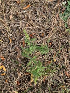 Image of annual ragweed