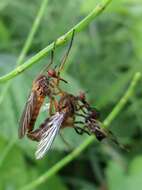 Image of Empis livida Linnaeus 1758