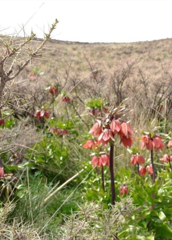 Image of imperial fritillary