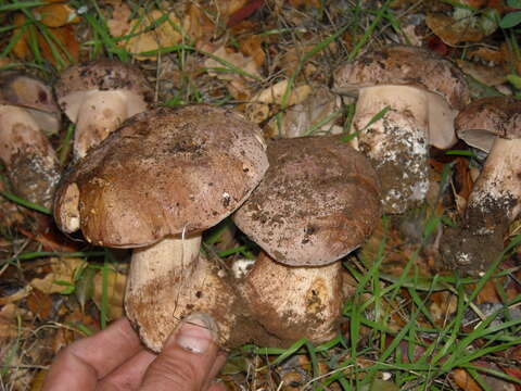 Image of Porphyrellus indecisus (Peck) E.-J. Gilbert 1931