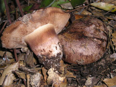 Image of Porphyrellus indecisus (Peck) E.-J. Gilbert 1931