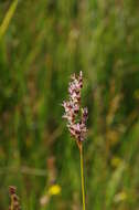 Image of Arctic rush