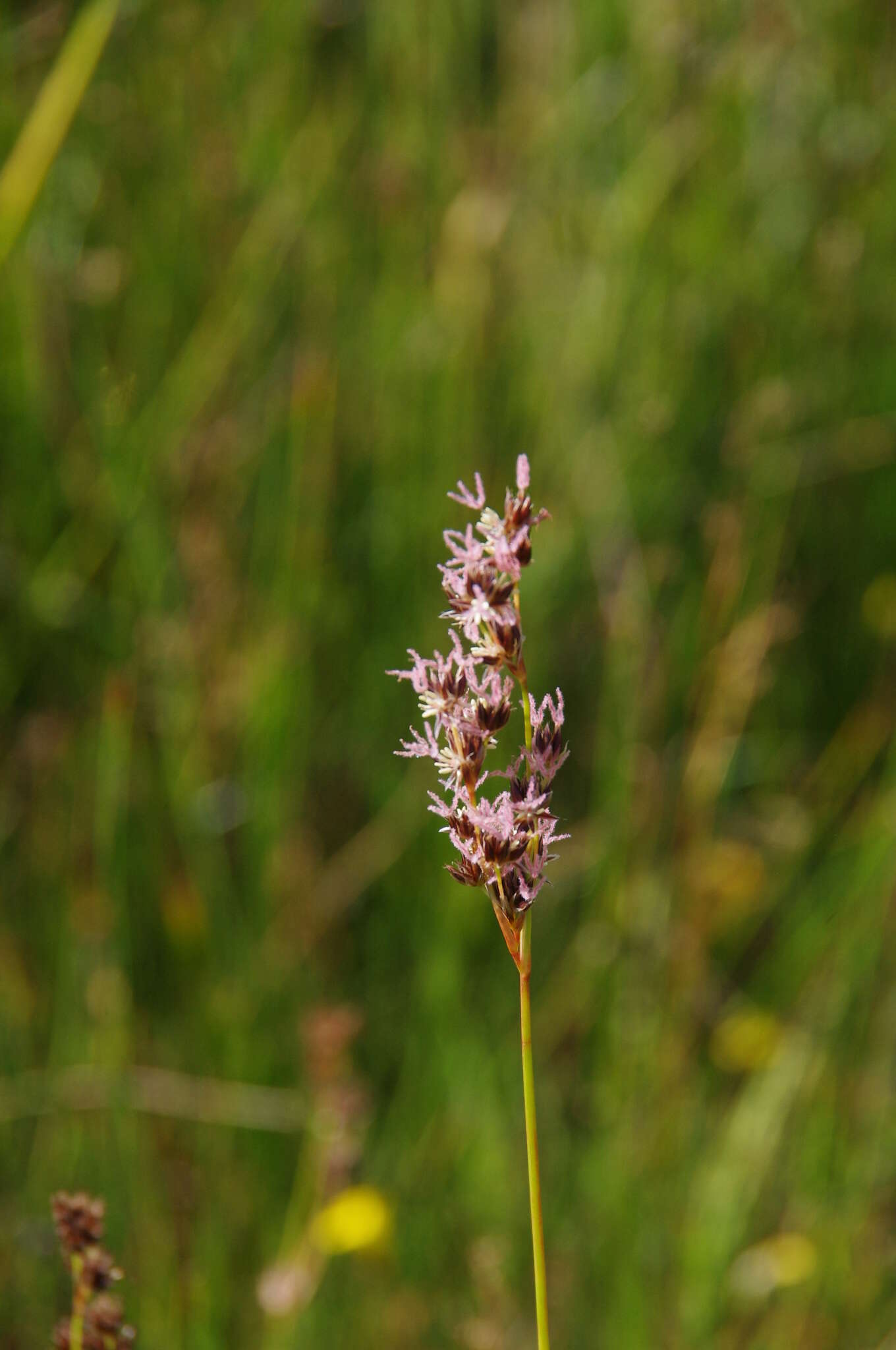 Image of Arctic rush