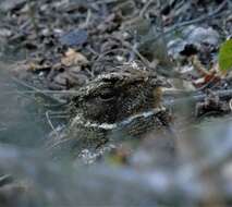 Image of Rufous Nightjar