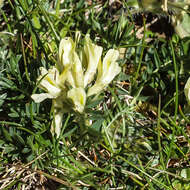 Слика од Oxytropis campestris (L.) DC.