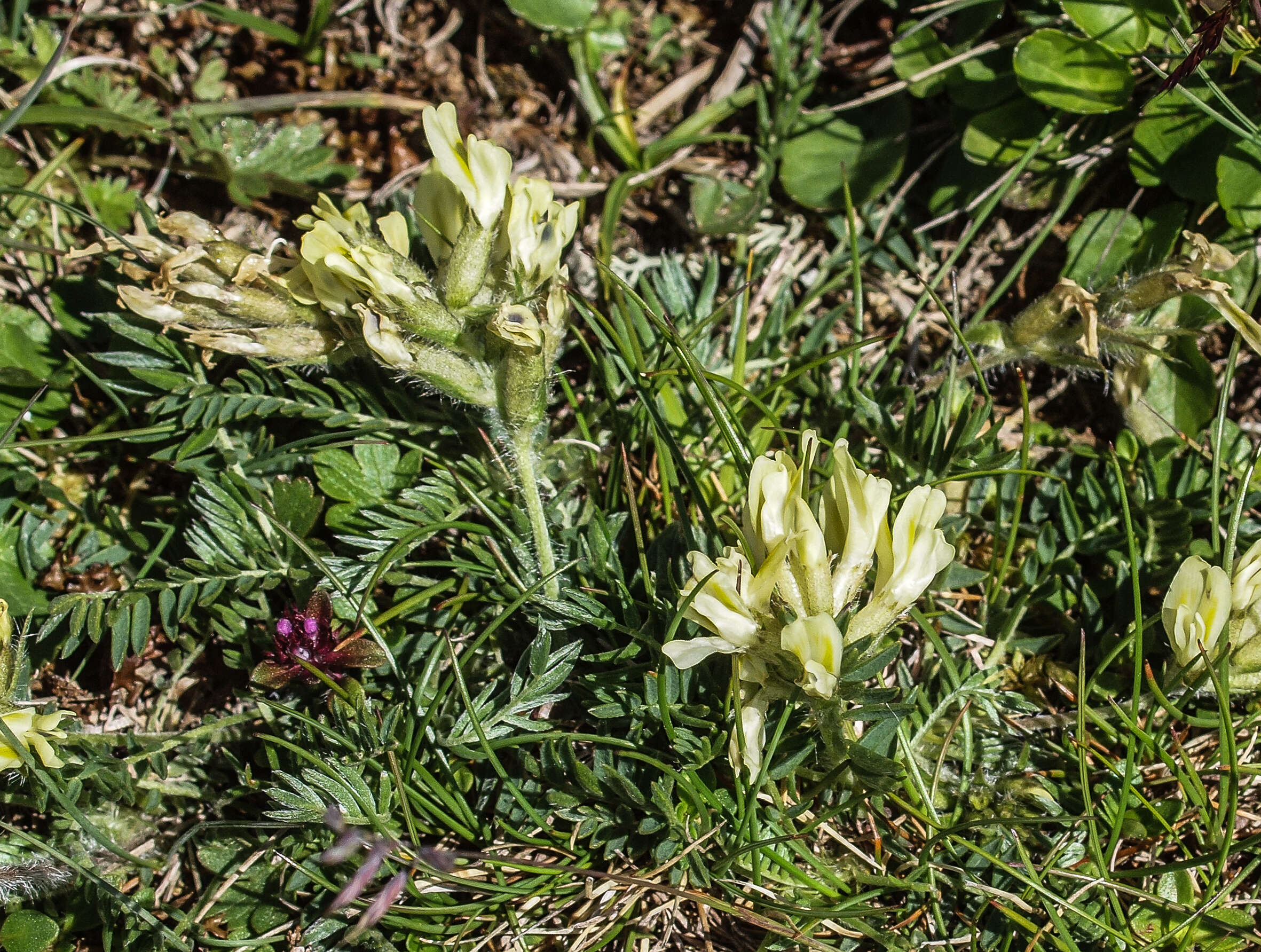 Слика од Oxytropis campestris (L.) DC.