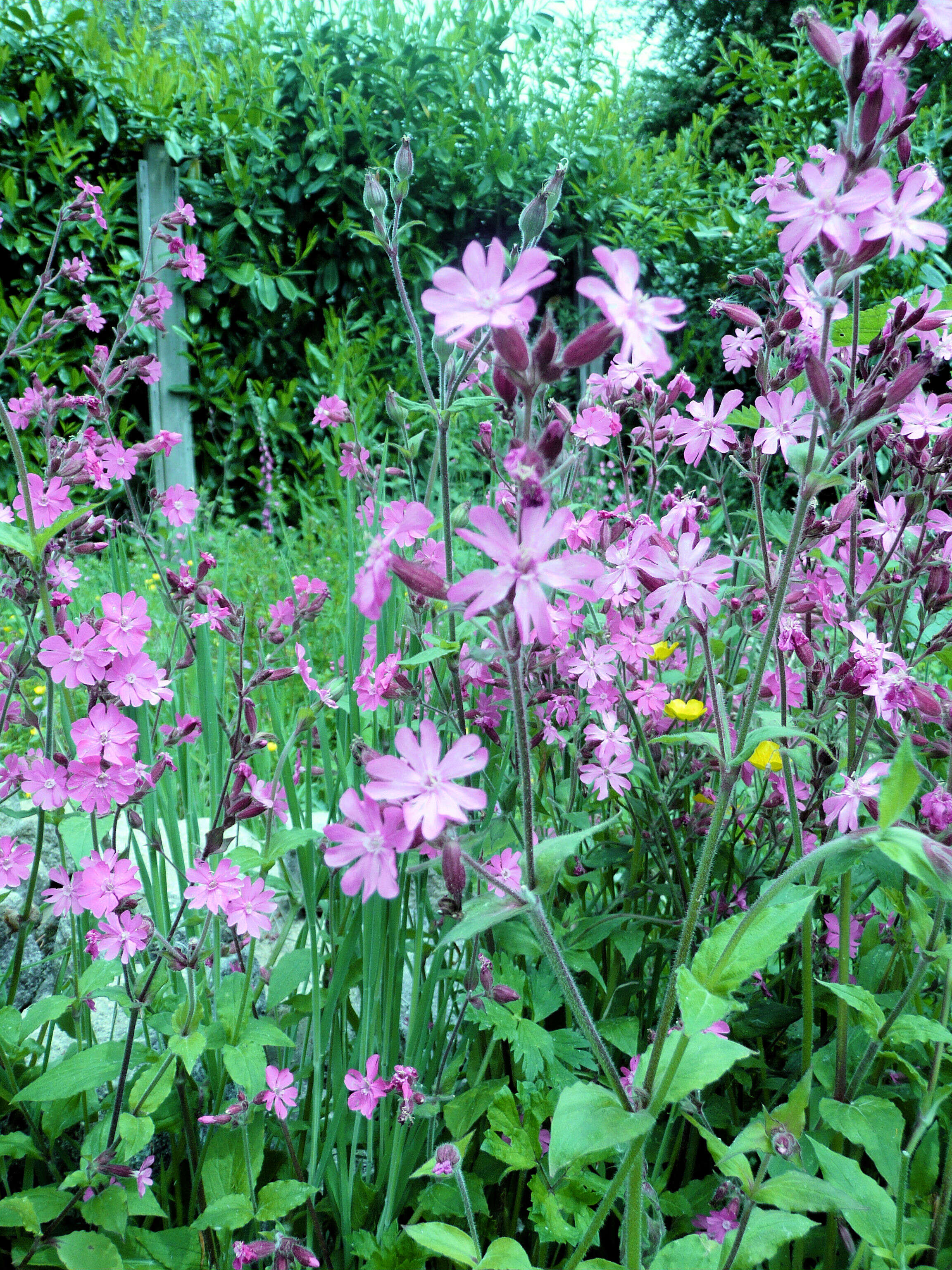 صورة Silene dioica (L.) Clairv.