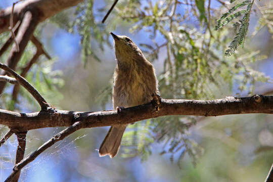 صورة Ptilotula penicillata penicillata (Gould 1837)