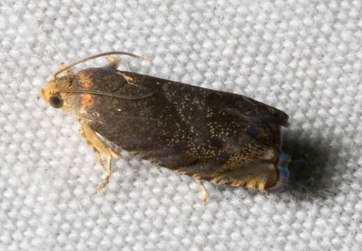 Image of Hickory Shuckworm Moth