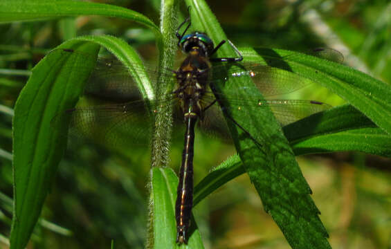 Image of American Emerald