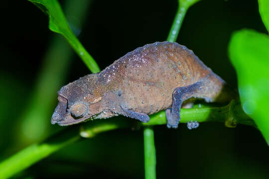 Image of South African Stumptail Chameleon