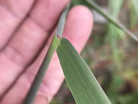 Image of meadow barley