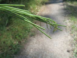 Слика од Turritis glabra