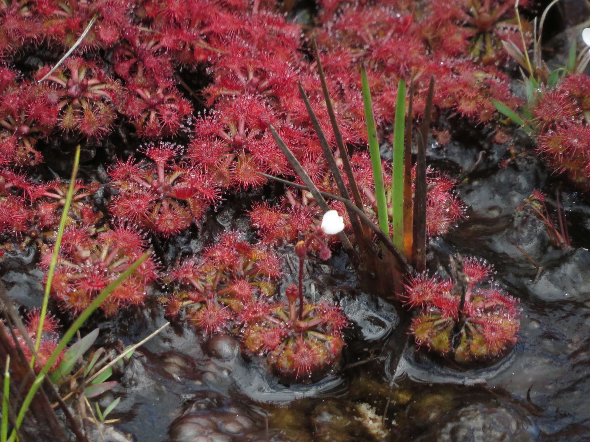 Image of Drosera kaieteurensis Brumm.-Ding.