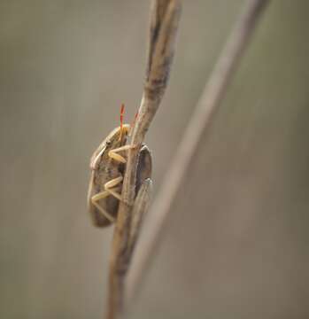 Image of Wheat stink bug