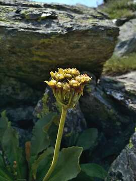 Primula latifolia Lapeyr. resmi