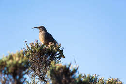 Image of Toxostoma Wagler 1831