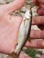 Image of Rio Grande Chub