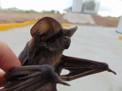 Image of Big Free-tailed Bat