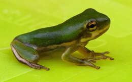 Image of American Green Treefrog