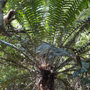 Imagem de Encephalartos hildebrandtii A. Braun & C. D. Bouché