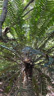 Image of Mombasa Cycad