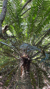 Image of Mombasa Cycad