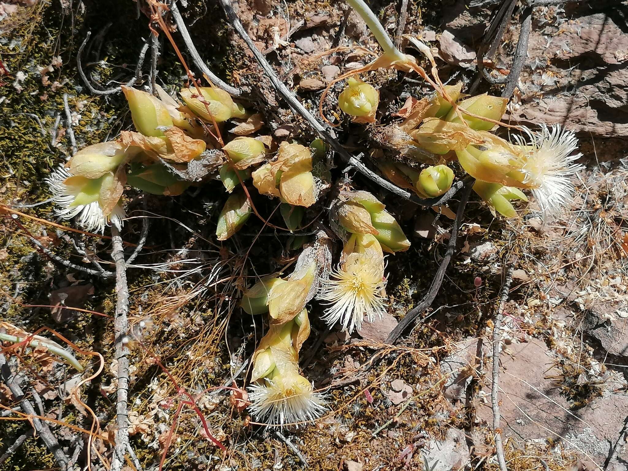 صورة Mesembryanthemum ladismithiense Klak