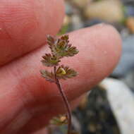 Image of arctic eyebright