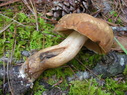 Image of Tylopilus tabacinus (Peck) Singer 1944