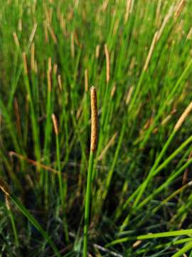 Image of Gulf Coast Spike-Rush