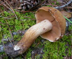 Image of Tylopilus tabacinus (Peck) Singer 1944