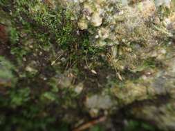 Image of ovate tetrodontium moss