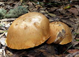 Image of Tylopilus tabacinus (Peck) Singer 1944